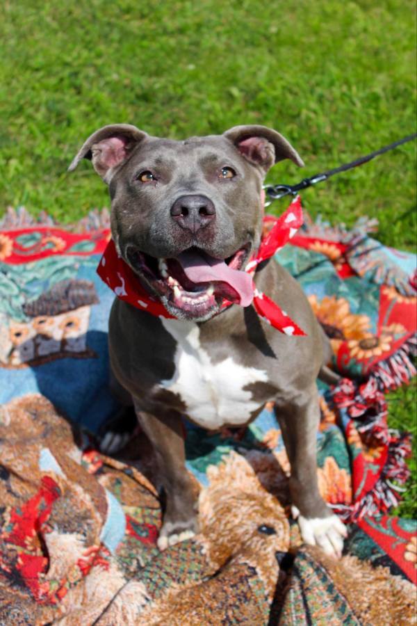 Saphire, an adoptable Pit Bull Terrier in Indiana, PA, 15701 | Photo Image 1