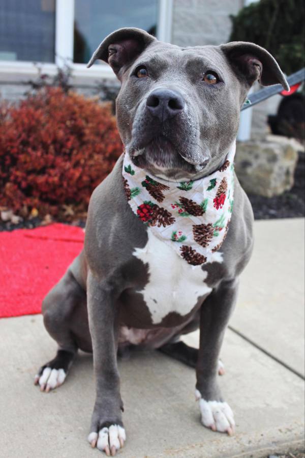 Saphire, an adoptable Pit Bull Terrier in Indiana, PA, 15701 | Photo Image 2