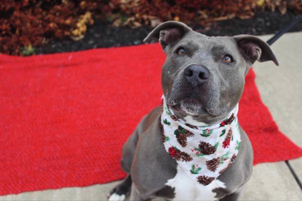 Saphire, an adoptable Pit Bull Terrier in Indiana, PA, 15701 | Photo Image 3