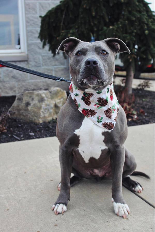 Saphire, an adoptable Pit Bull Terrier in Indiana, PA, 15701 | Photo Image 5