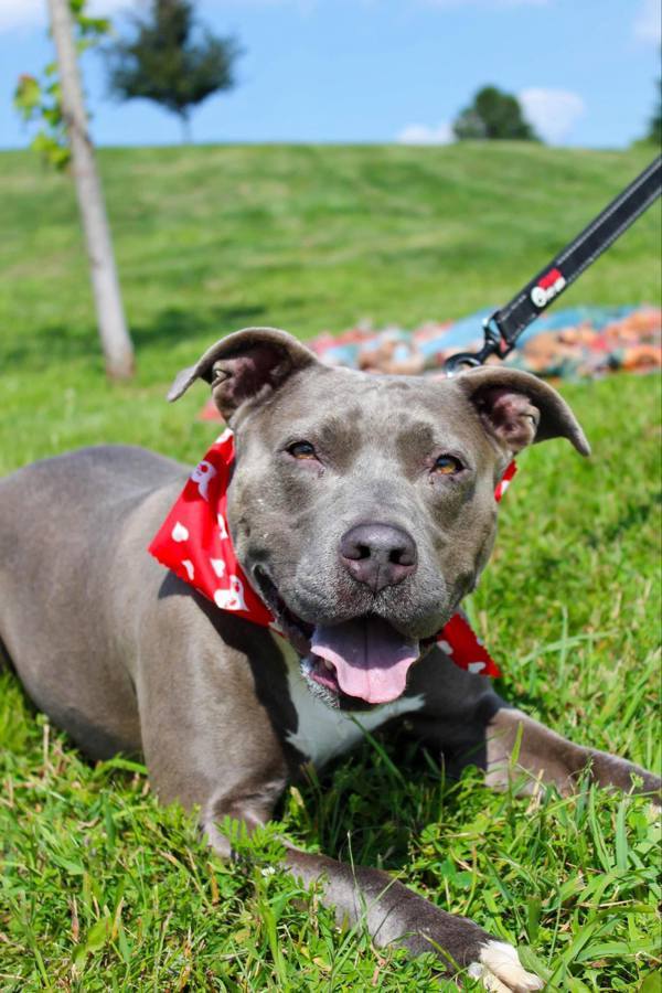 Saphire, an adoptable Pit Bull Terrier in Indiana, PA, 15701 | Photo Image 6