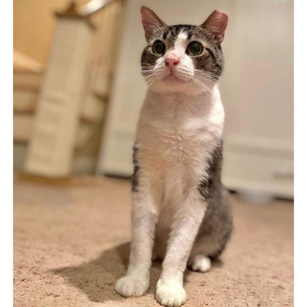 Baldur, an adoptable Domestic Short Hair in Raleigh, NC, 27604 | Photo Image 1