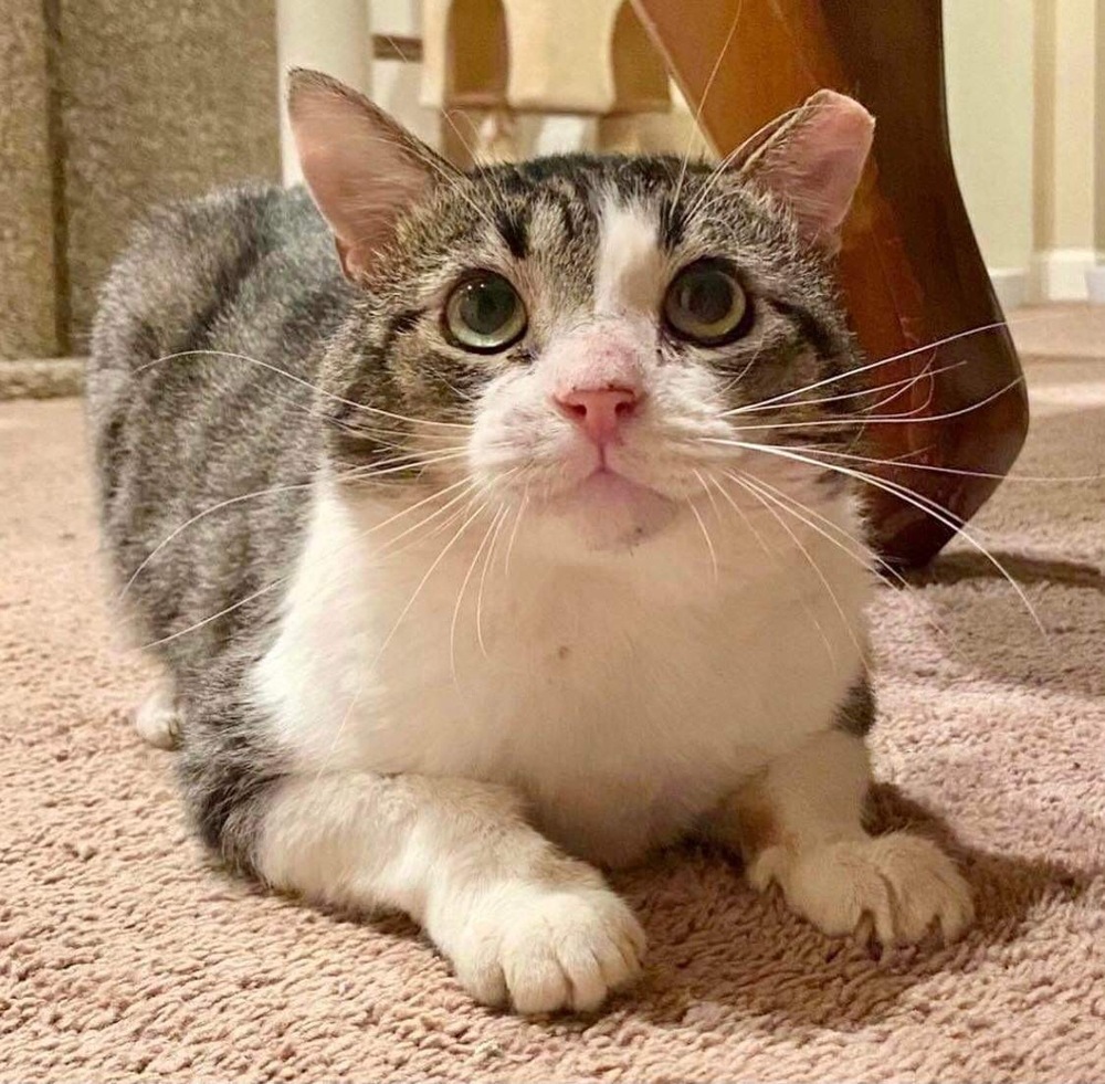 Baldur, an adoptable Domestic Short Hair in Raleigh, NC, 27604 | Photo Image 4