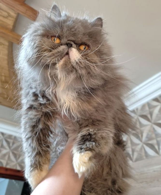 Cat for adoption - Gentle Gamil, a Persian in Mississauga, ON | Petfinder