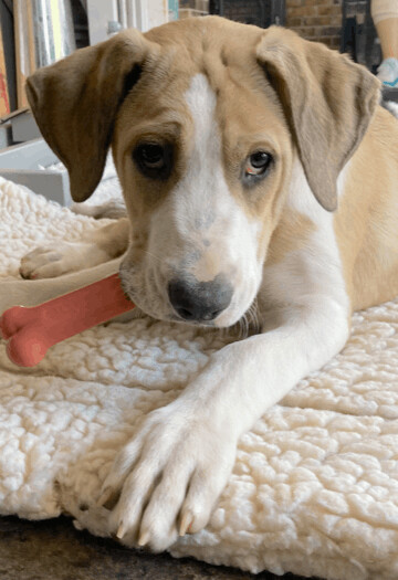 Charley, an adoptable Hound & Labrador Retriever Mix in Fayetteville, AR_image-5
