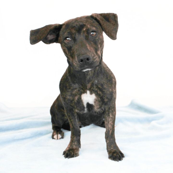 Chocolate Chip, an adopted Pit Bull Terrier Mix in Clovis, CA_image-1