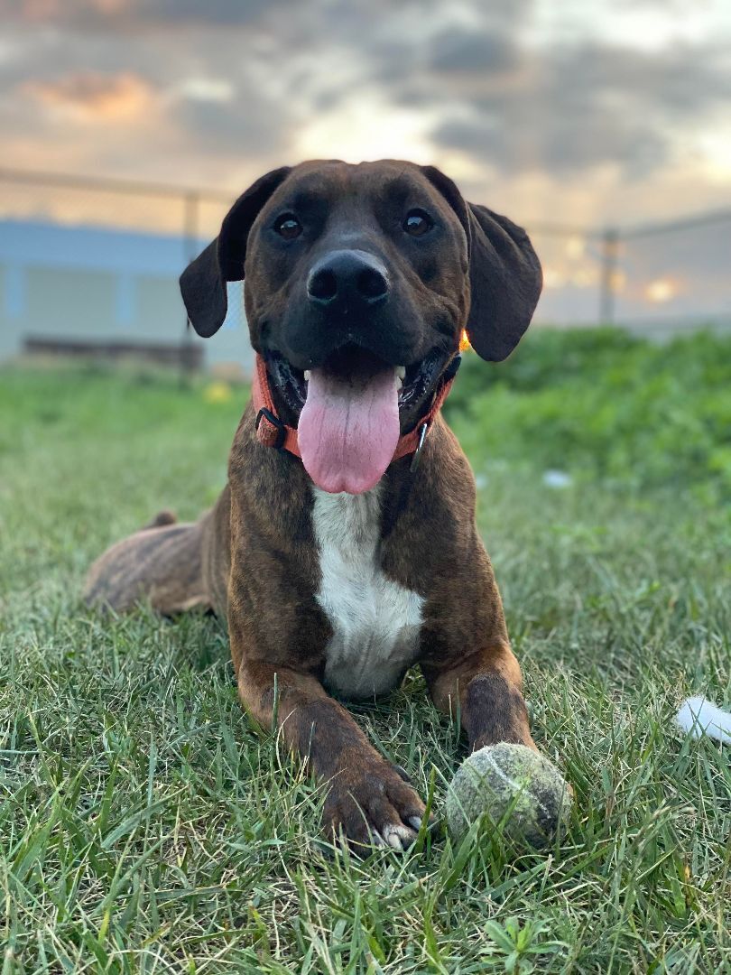 Dog for adoption - Richard Bolt , a Plott Hound in Humboldt, IA | Petfinder