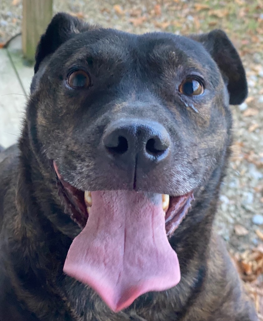 Trigger, an adoptable Rottweiler, Terrier in Crossville, TN, 38557 | Photo Image 1