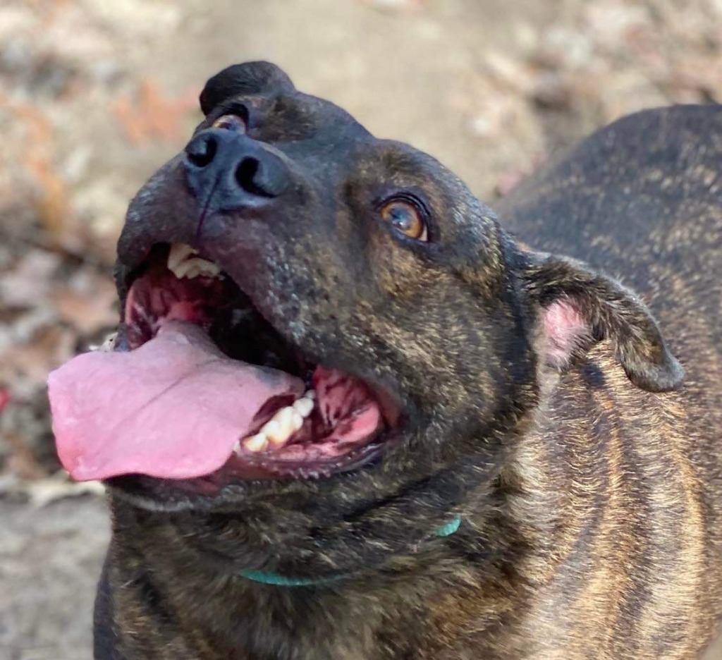 Trigger, an adoptable Rottweiler, Terrier in Crossville, TN, 38557 | Photo Image 2