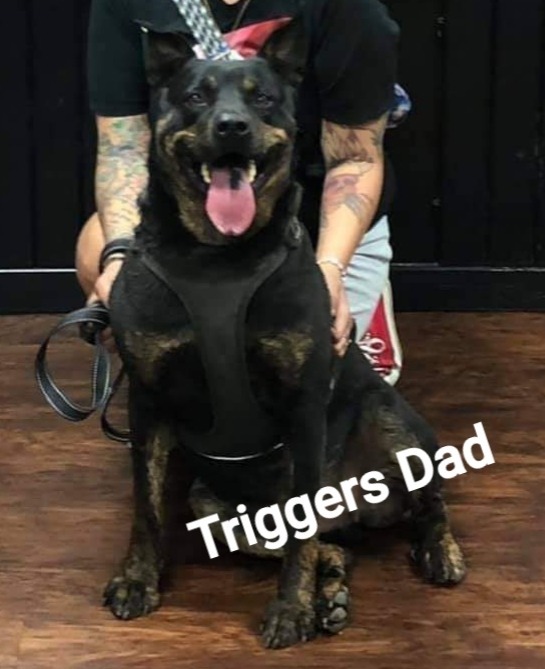 Trigger, an adoptable Rottweiler, Terrier in Crossville, TN, 38557 | Photo Image 3