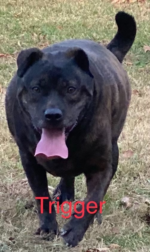 Trigger, an adoptable Rottweiler, Terrier in Crossville, TN, 38557 | Photo Image 4