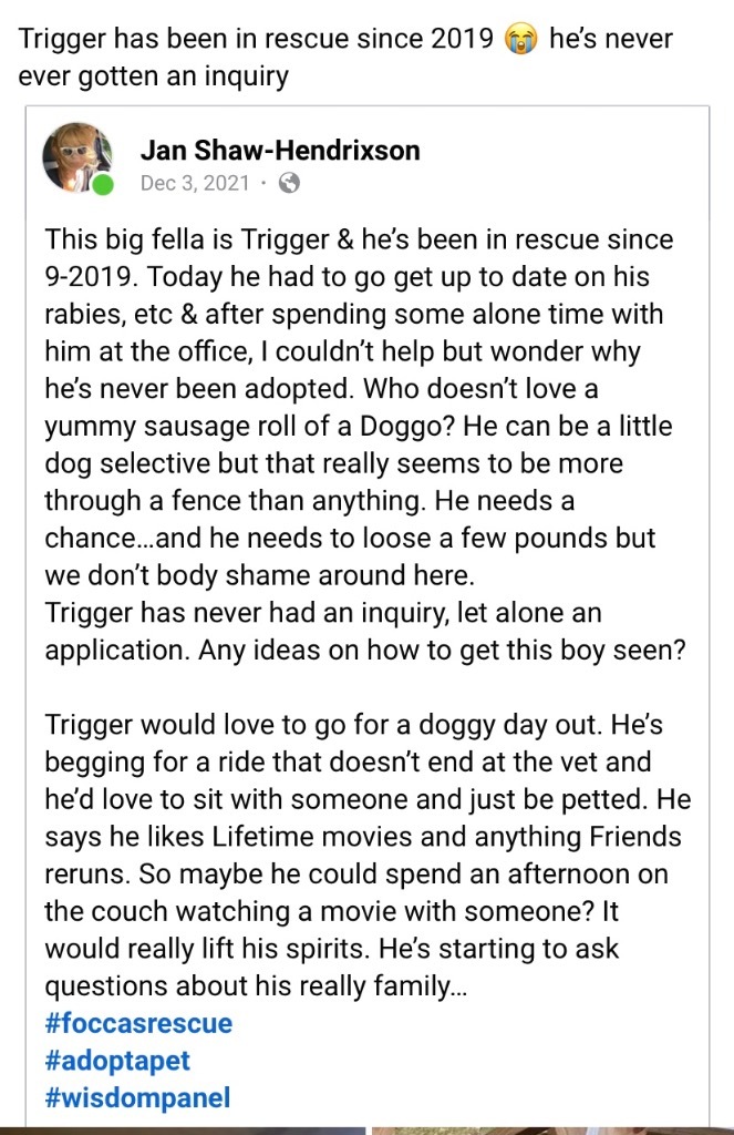 Trigger, an adoptable Rottweiler, Terrier in Crossville, TN, 38557 | Photo Image 6