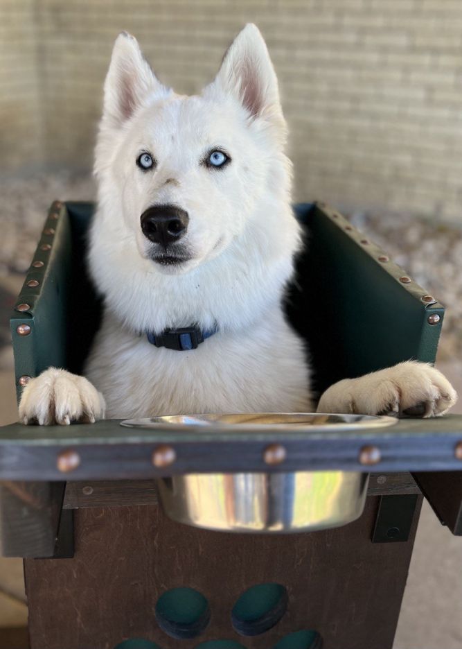 Husky needs store