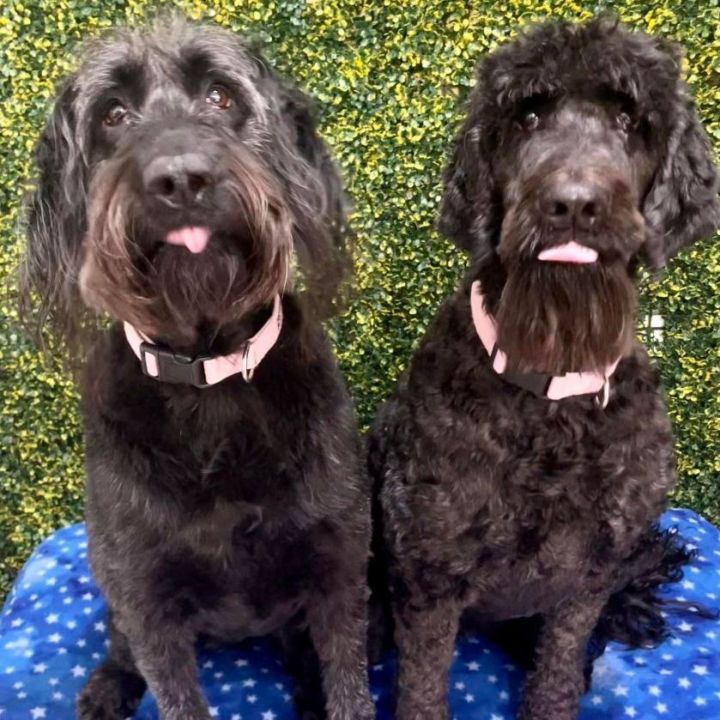 Boo and Pepper, an adoptable Goldendoodle in Springfield, MO_image-1