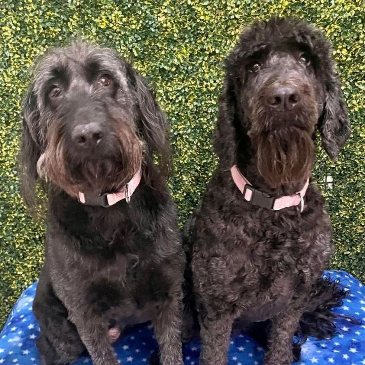 Boo and Pepper, an adoptable Goldendoodle in Springfield, MO_image-3