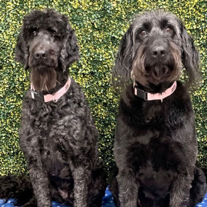Boo and Pepper, an adoptable Goldendoodle in Springfield, MO_image-6