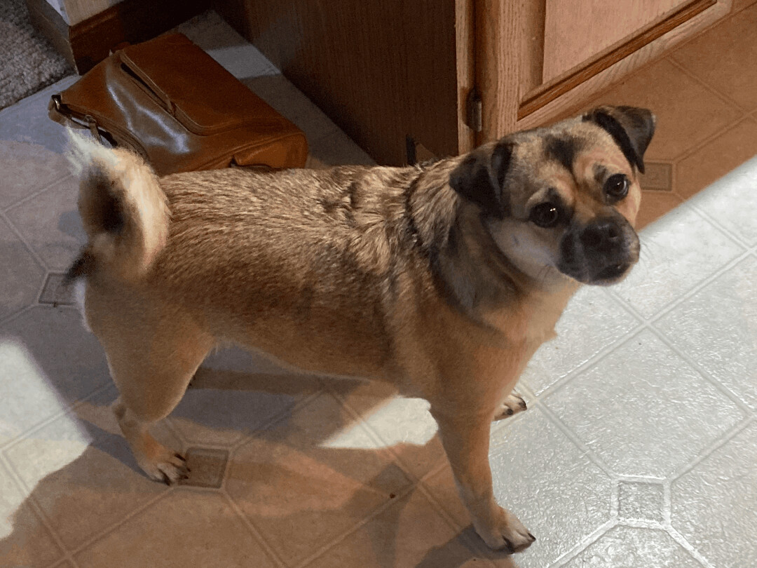 Lily, an adoptable Pug, Corgi in LOWELL, IN, 46356 | Photo Image 2