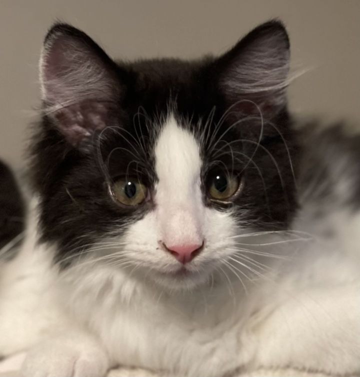 Remy, an adopted Domestic Long Hair in Altoona, PA_image-1