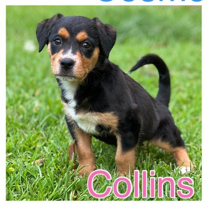 Collins