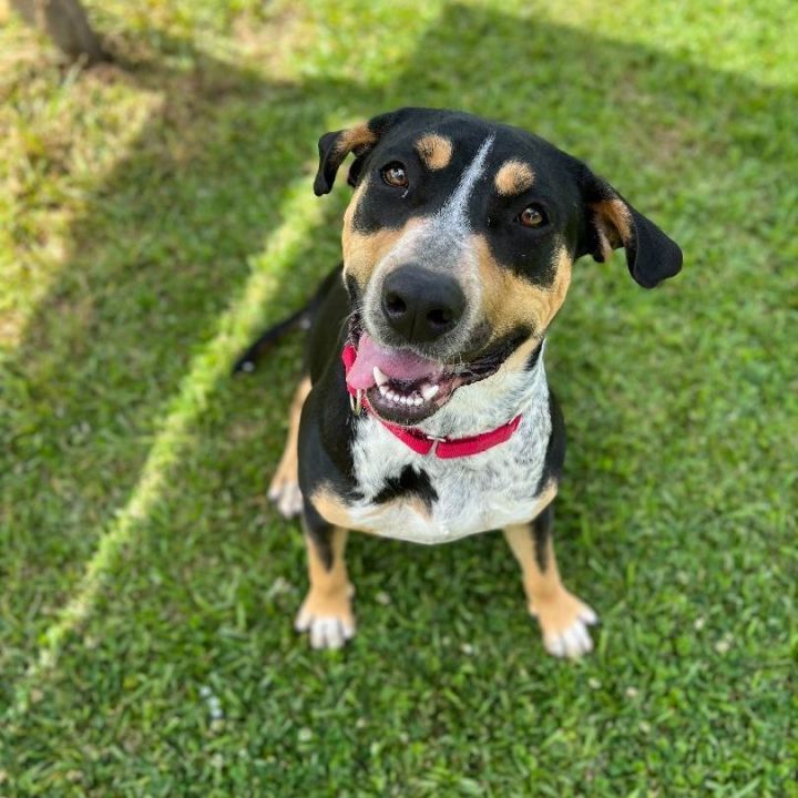 Strudel, an adoptable Hound & Terrier Mix in Carencro, LA_image-4