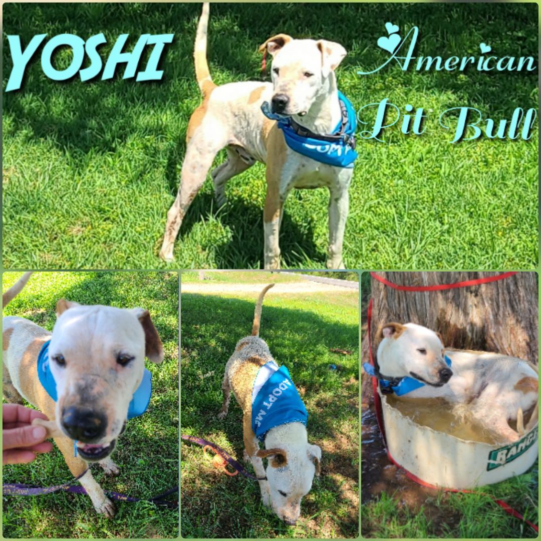 Yoshi, an adoptable American Staffordshire Terrier in Ashdown, AR, 71822 | Photo Image 1