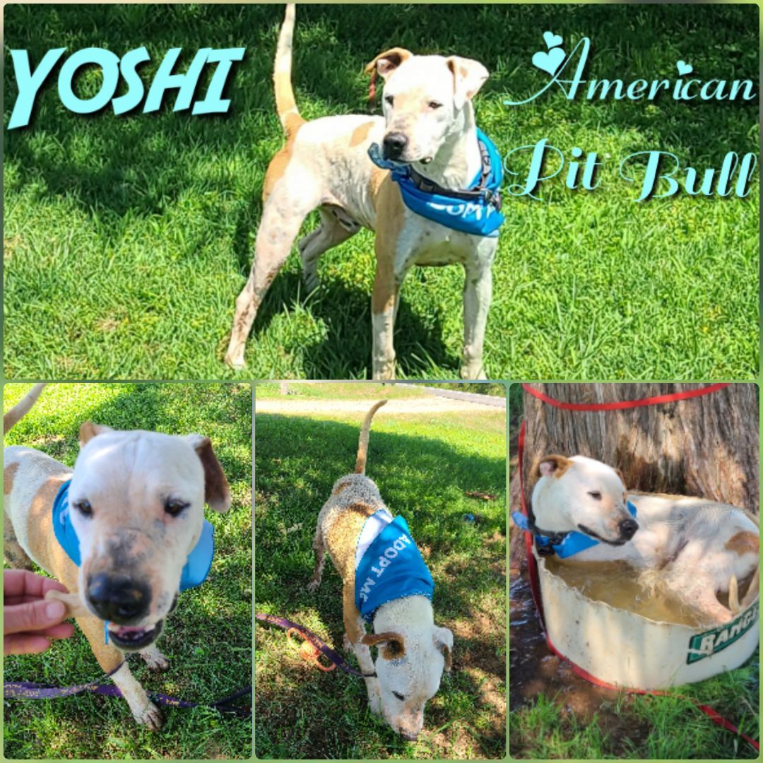 Dog for adoption Yoshi, an American Staffordshire Terrier in Ashdown