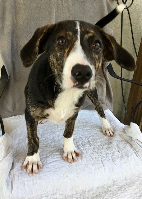 Rogue, an adoptable Hound Mix in Carencro, LA_image-4