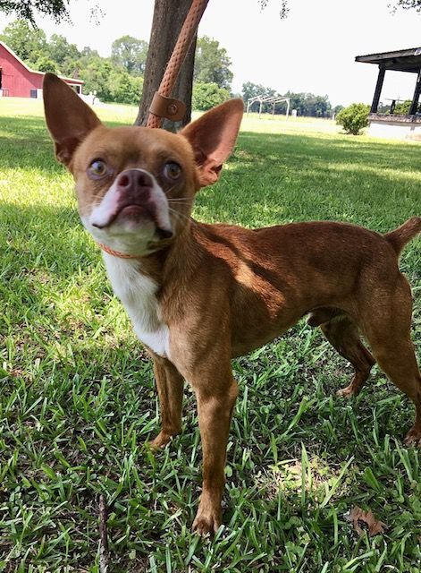 Paper Boy, an adoptable Boston Terrier & Chihuahua Mix in Carencro, LA_image-3