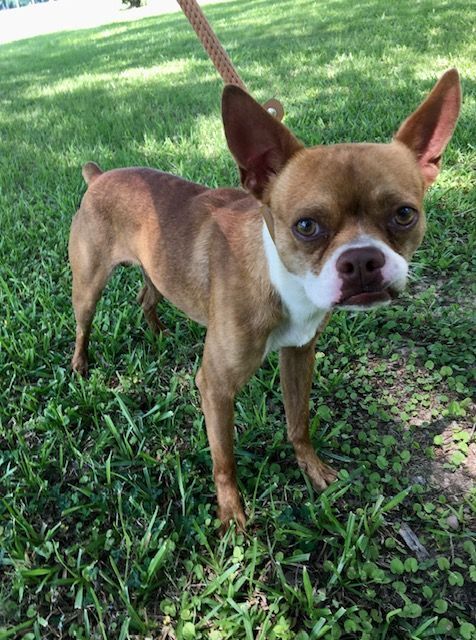Paper Boy, an adoptable Boston Terrier & Chihuahua Mix in Carencro, LA_image-5