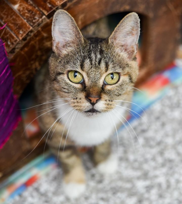 Joyce, an adopted Torbie & Tabby Mix in Chattanooga, TN_image-2
