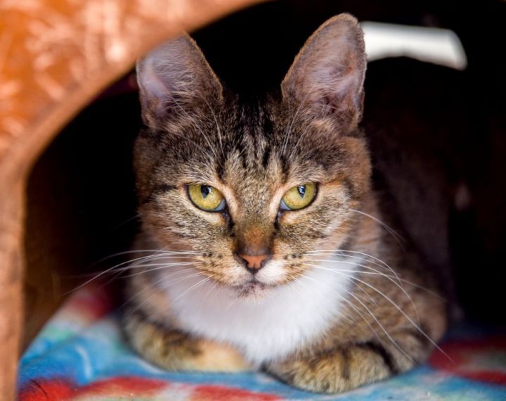 Joyce, an adopted Torbie & Tabby Mix in Chattanooga, TN_image-4