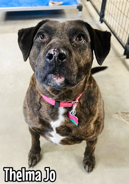 Thelma, an adoptable Pit Bull Terrier in TULSA, OK, 74128 | Photo Image 1