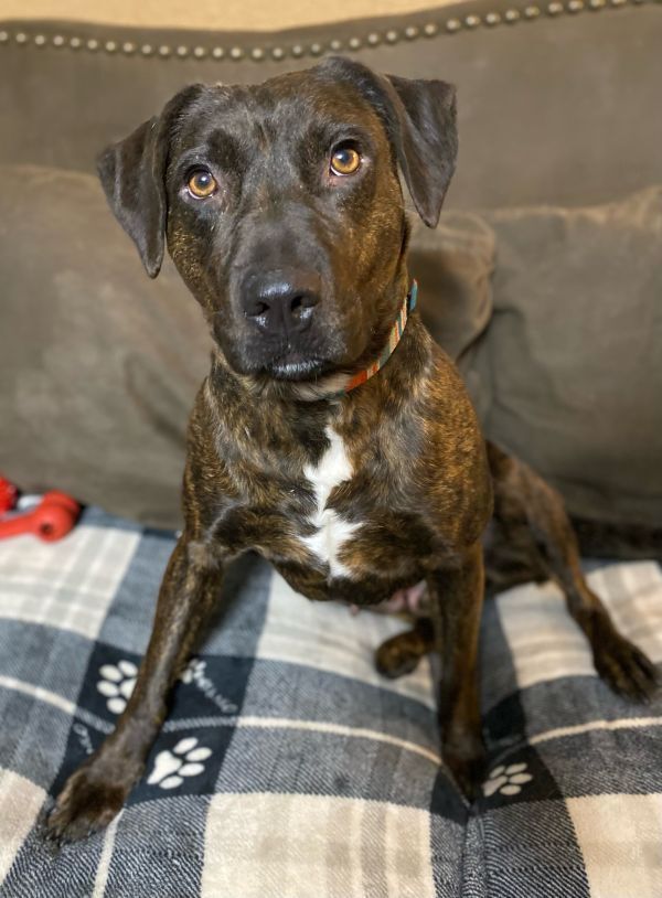 Thelma, an adoptable Pit Bull Terrier in TULSA, OK, 74128 | Photo Image 3