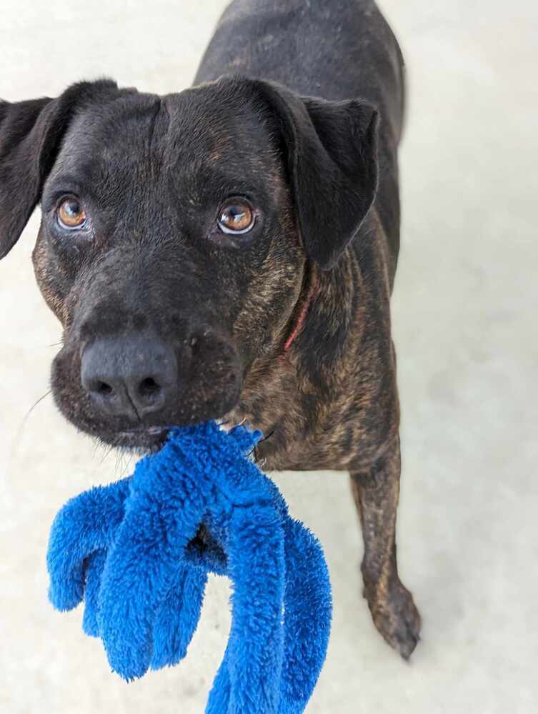 Thelma, an adoptable Pit Bull Terrier in TULSA, OK, 74128 | Photo Image 4