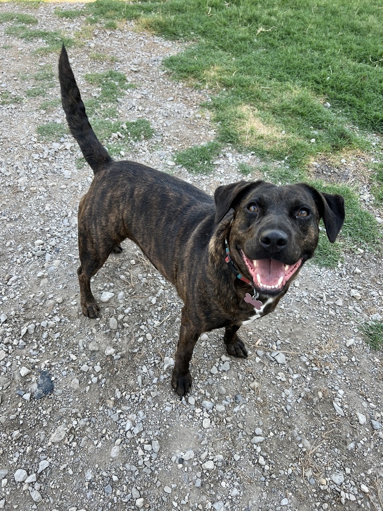 Thelma, an adoptable Pit Bull Terrier in TULSA, OK, 74128 | Photo Image 5