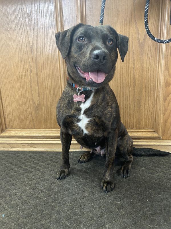 Thelma, an adoptable Pit Bull Terrier in TULSA, OK, 74128 | Photo Image 6