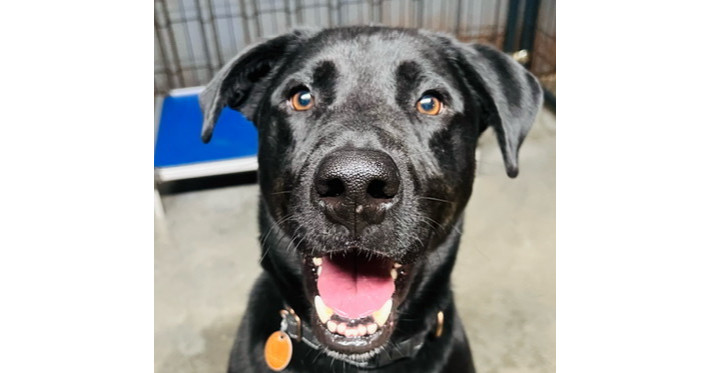 Agent, an adoptable Labrador Retriever in TULSA, OK, 74128 | Photo Image 1