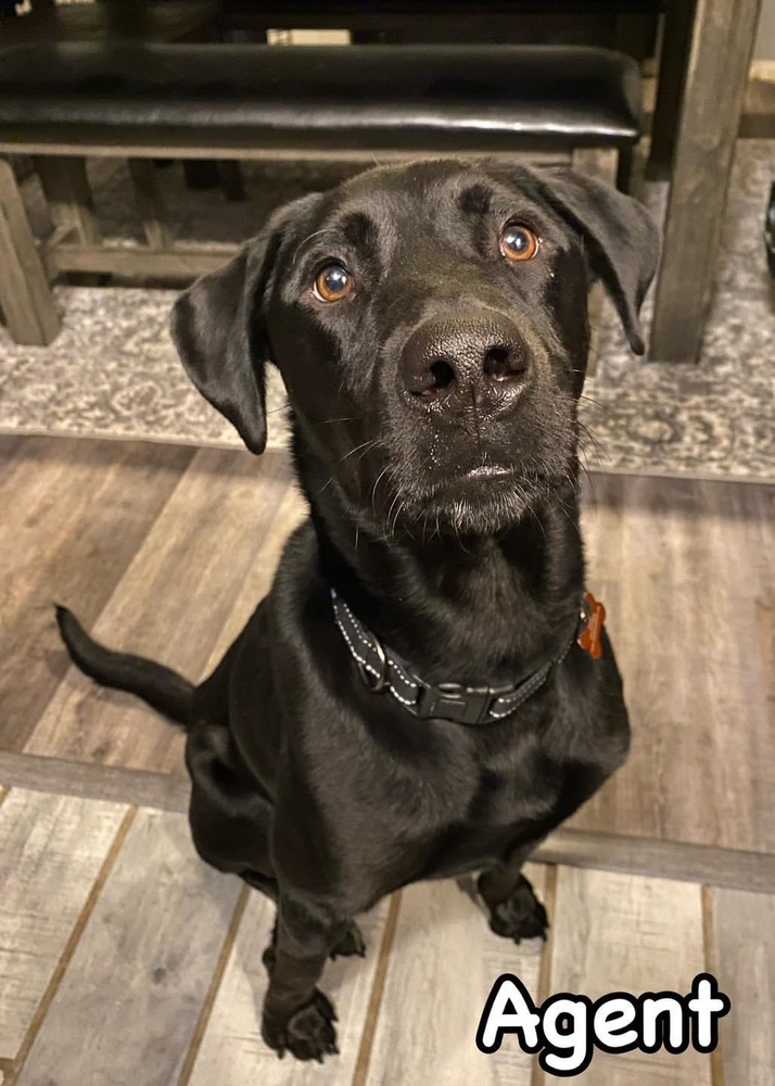 Agent, an adoptable Labrador Retriever in TULSA, OK, 74128 | Photo Image 2