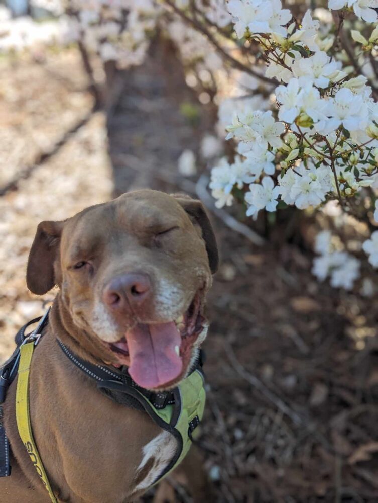 Jake, an adoptable Pit Bull Terrier in TULSA, OK, 74128 | Photo Image 1