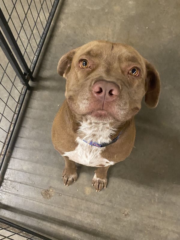 Jake, an adoptable Pit Bull Terrier in TULSA, OK, 74128 | Photo Image 2