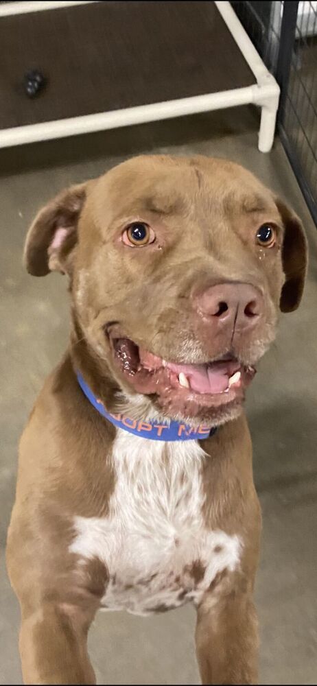 Jake, an adoptable Pit Bull Terrier in TULSA, OK, 74128 | Photo Image 3