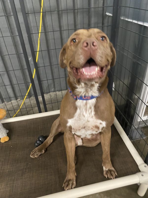 Jake, an adoptable Pit Bull Terrier in TULSA, OK, 74128 | Photo Image 4