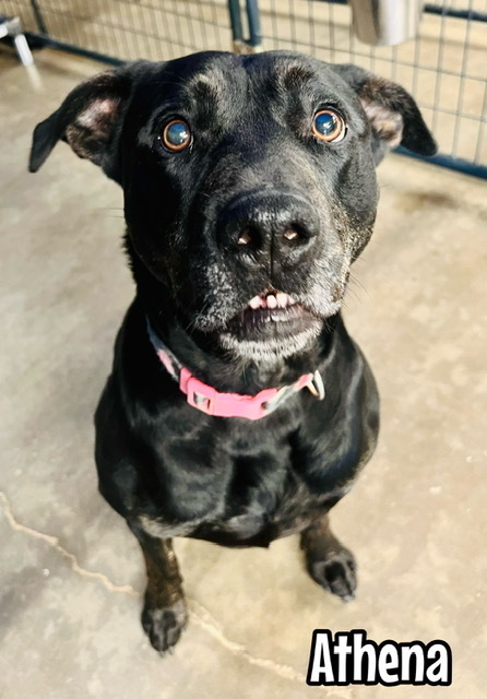 Athena, an adoptable Pit Bull Terrier in TULSA, OK, 74128 | Photo Image 1