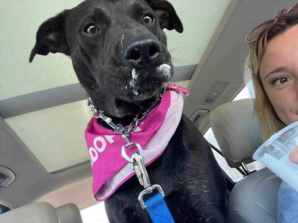 Athena, an adoptable Pit Bull Terrier in TULSA, OK, 74128 | Photo Image 2