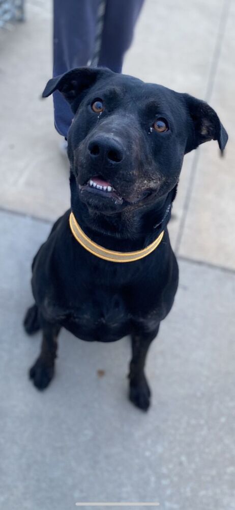Athena, an adoptable Pit Bull Terrier in TULSA, OK, 74128 | Photo Image 4