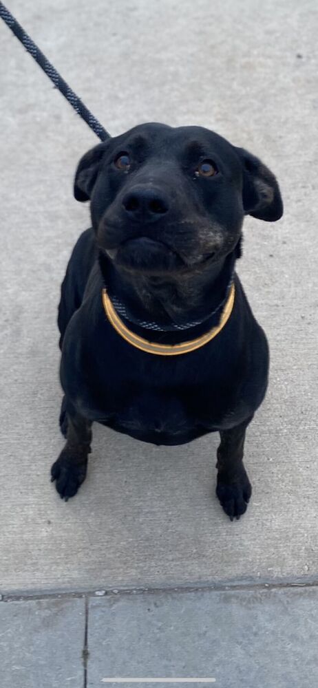 Athena, an adoptable Pit Bull Terrier in TULSA, OK, 74128 | Photo Image 5