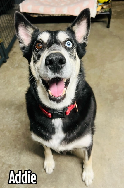 Addie, an adoptable Husky in TULSA, OK, 74128 | Photo Image 1