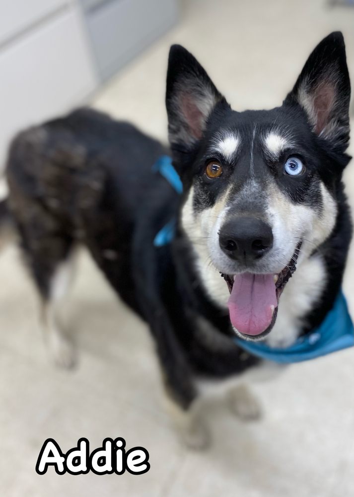 Addie, an adoptable Husky in TULSA, OK, 74128 | Photo Image 2