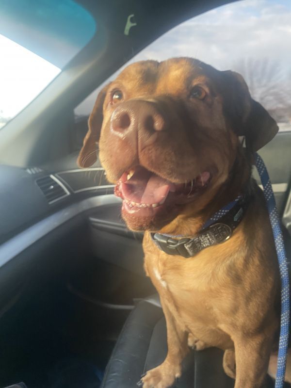 Buster, an adoptable Pit Bull Terrier in TULSA, OK, 74128 | Photo Image 3