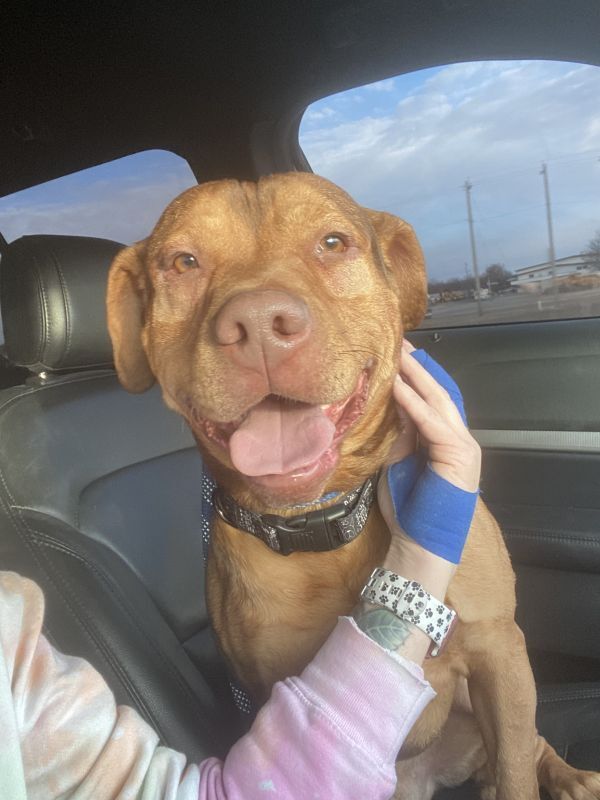 Buster, an adoptable Pit Bull Terrier in TULSA, OK, 74128 | Photo Image 5